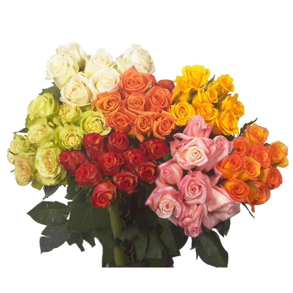 Globalrose Fresh Assorted Color Roses (200 Stems)rosesassorted200
