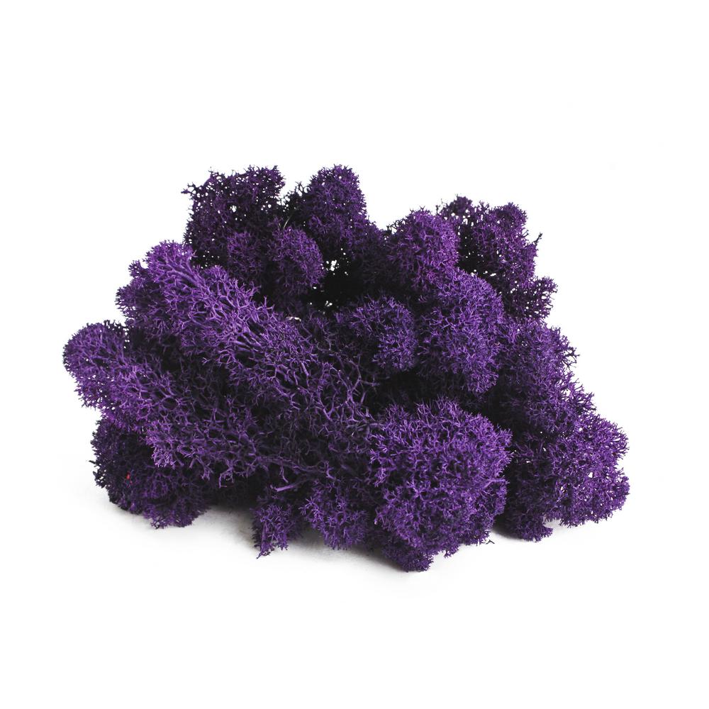 Shop Succulents Reindeer Moss, Purple-RM3PURP - The Home Depot