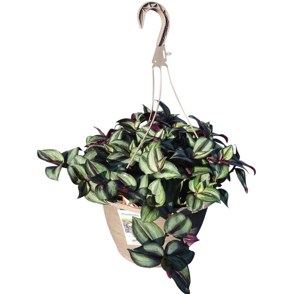 Pure Beauty Farms Tradescantia Zebrina Purple in 11 In. Hanging BasketDC11HBTRADZBPUR The