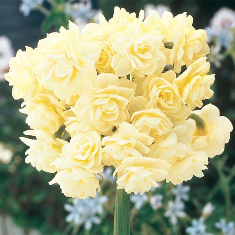 Breck S Summer Daffodil Bulbs 5 Pack 01623 The Home Depot Summer Daffodil Bulbs 5 Pack