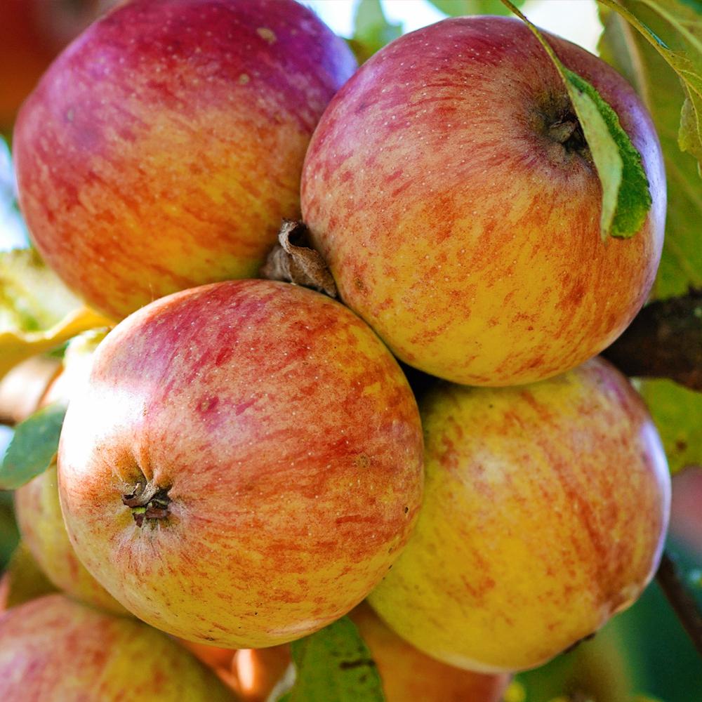 Apple Ripening Chart Michigan