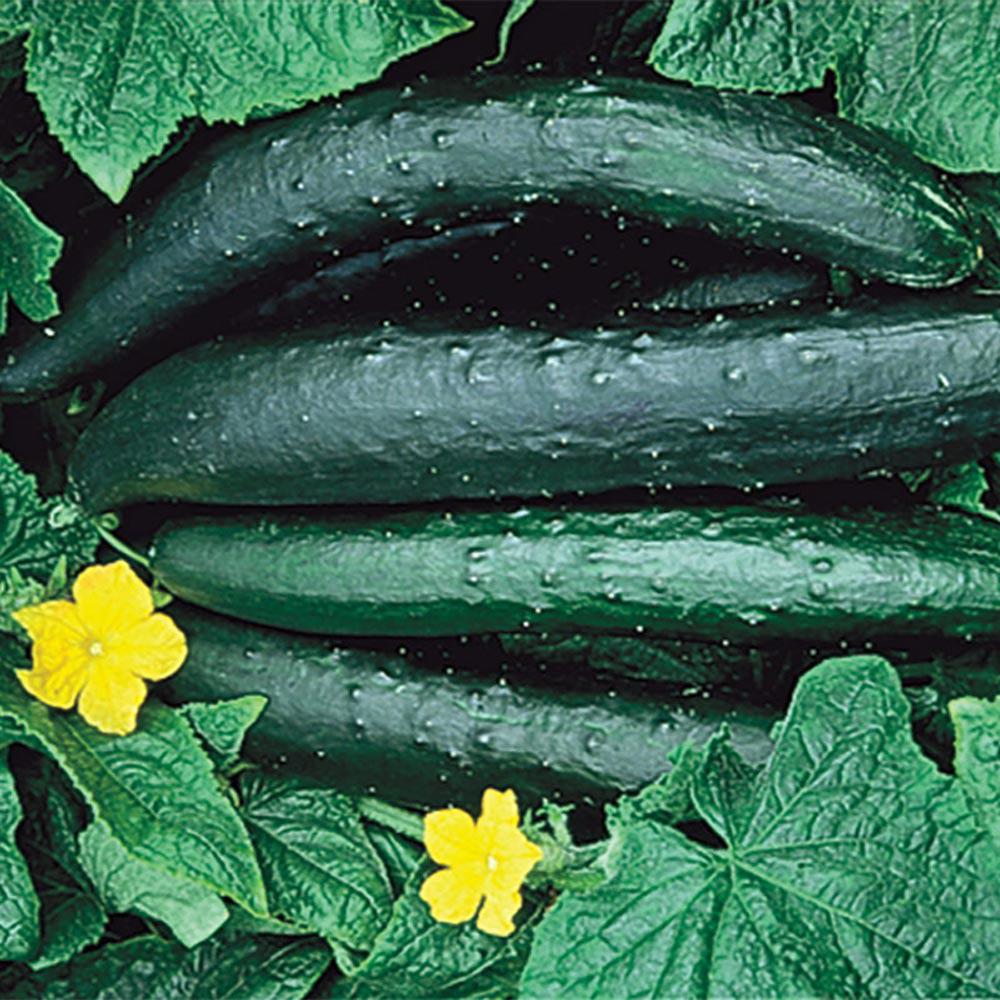 Gurney's Cucumber Sweet Success (10 Seed Packet)62490 The Home Depot