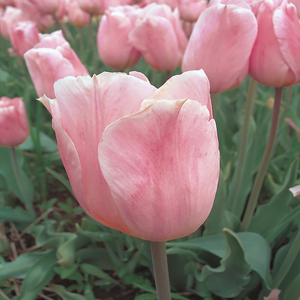 1.71Pint Pink Tulip Bulb7916 The Home Depot