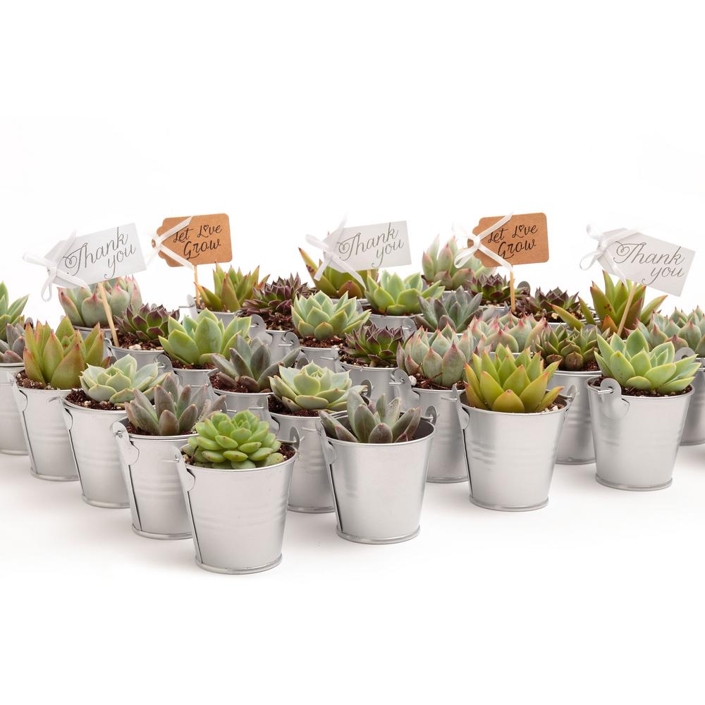 The Succulent Source 2 in. Wedding Event Rosette Succulents Plant with ...