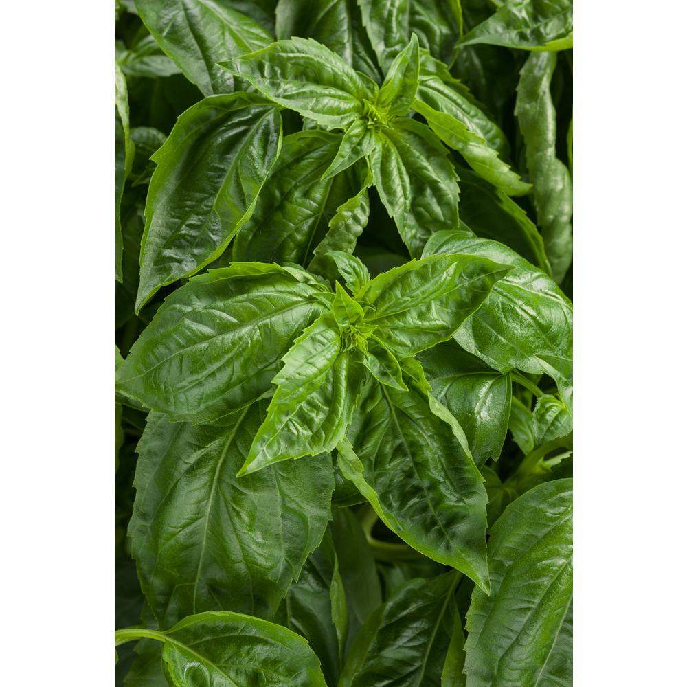 PROVEN WINNERS 4.25 in. Grande Amazel Basil (Ocimum) Live