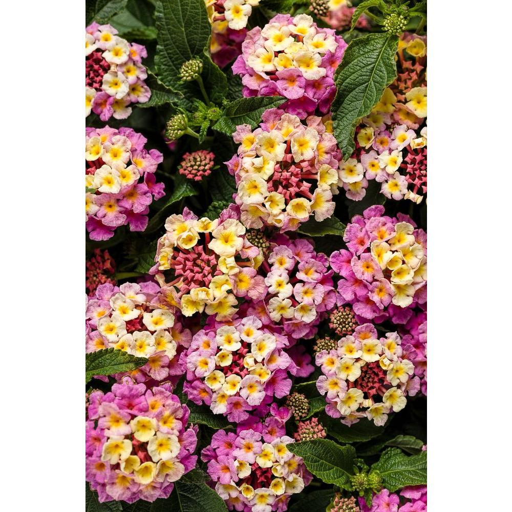 Pink Annuals Garden Plants Flowers The Home Depot Luscious Pinkberry Blend Lantana Live Plant Pink And Yellow Flowers 4 25 In