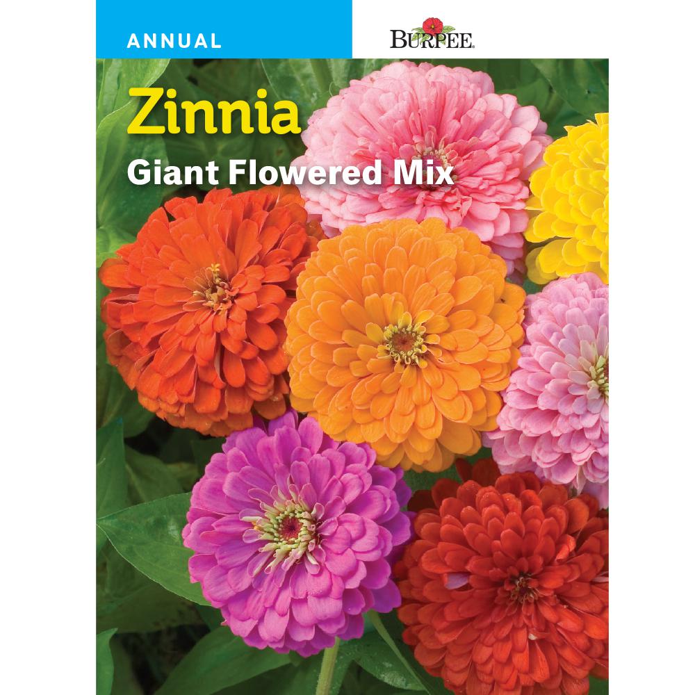 Burpee Zinnia Giant Flowered Mix Seed The Home Depot