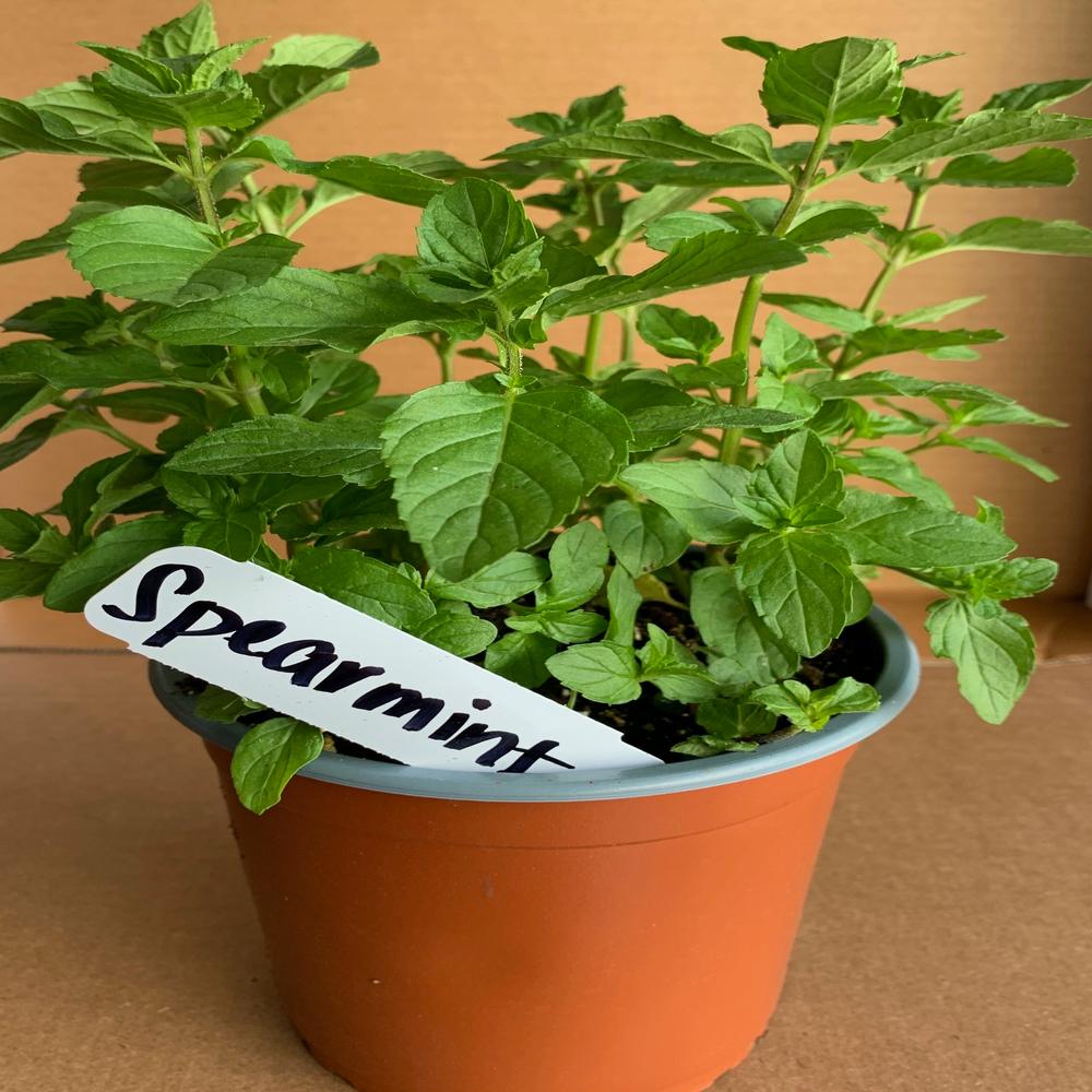 OnlinePlantCenter 5.5 in. Tarragon Culinary Herb PlantH35085.5IN The