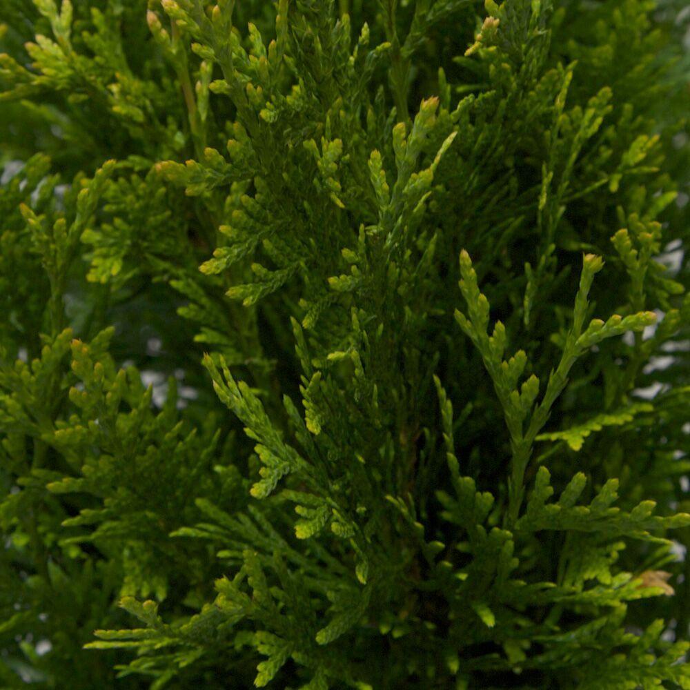 Deer Resistant Arborvitae Tree The Home Depot 2 5 Qt Green Giant Arborvitae Thuja Live Evergreen Tree Foliage