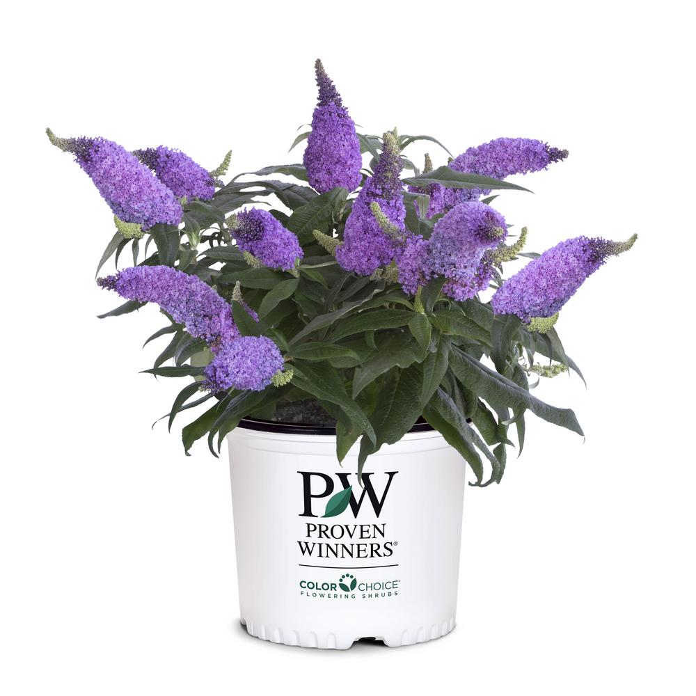 PROVEN WINNERS Proven Winner 2 Gal. Buddleia Pugster Amethyst Plant ...