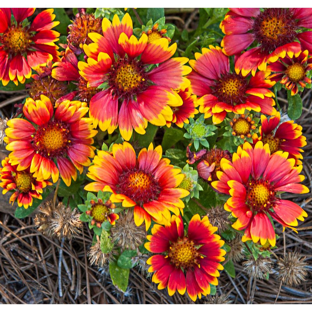 arizona sun perennials gaillardia drought tolerant plants flowers depot garden