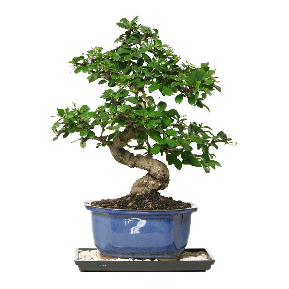 Bonsai Fukien Tea Bonsai Indoor Garden Flower Tree Plant Decorative