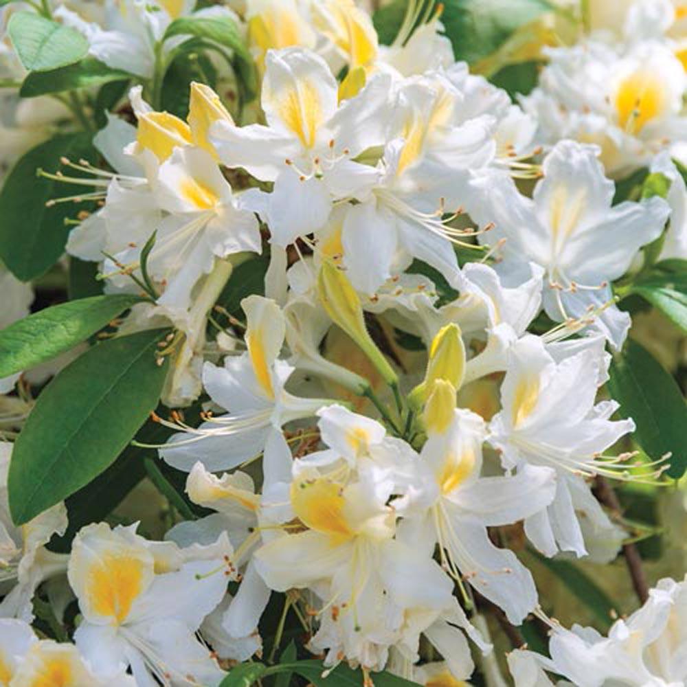 Spring Hill Nurseries 2 In Pot Northern Hi Lights Azalea Spring Hill Nurseries 2 In Pot Northern Hi Lights Azalea Rhododendron