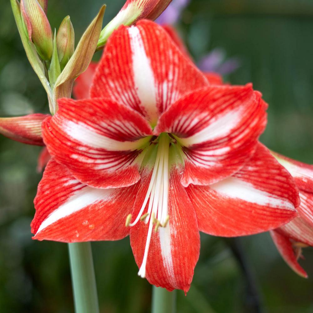 Miniature Amaryllis