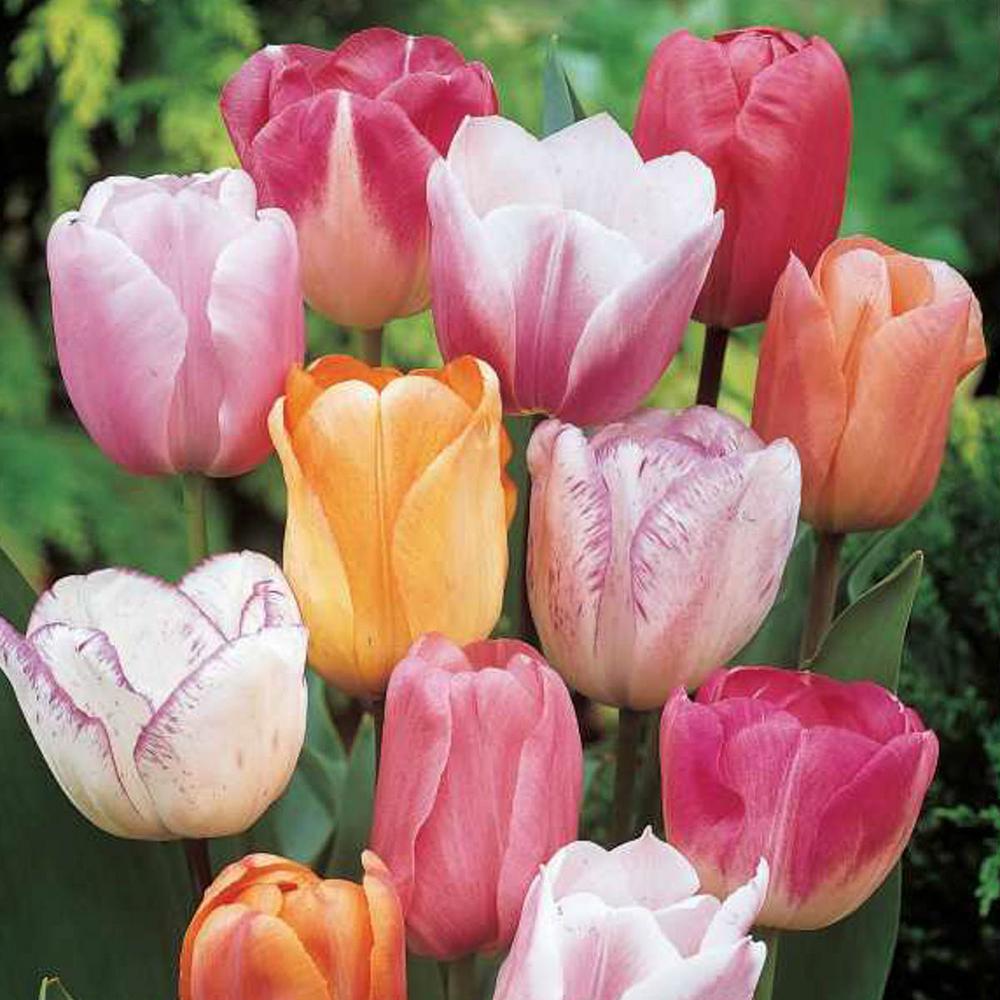MayFlowering Pastel Colored Tulip Bulbs Mixture (25Pack)88258 The