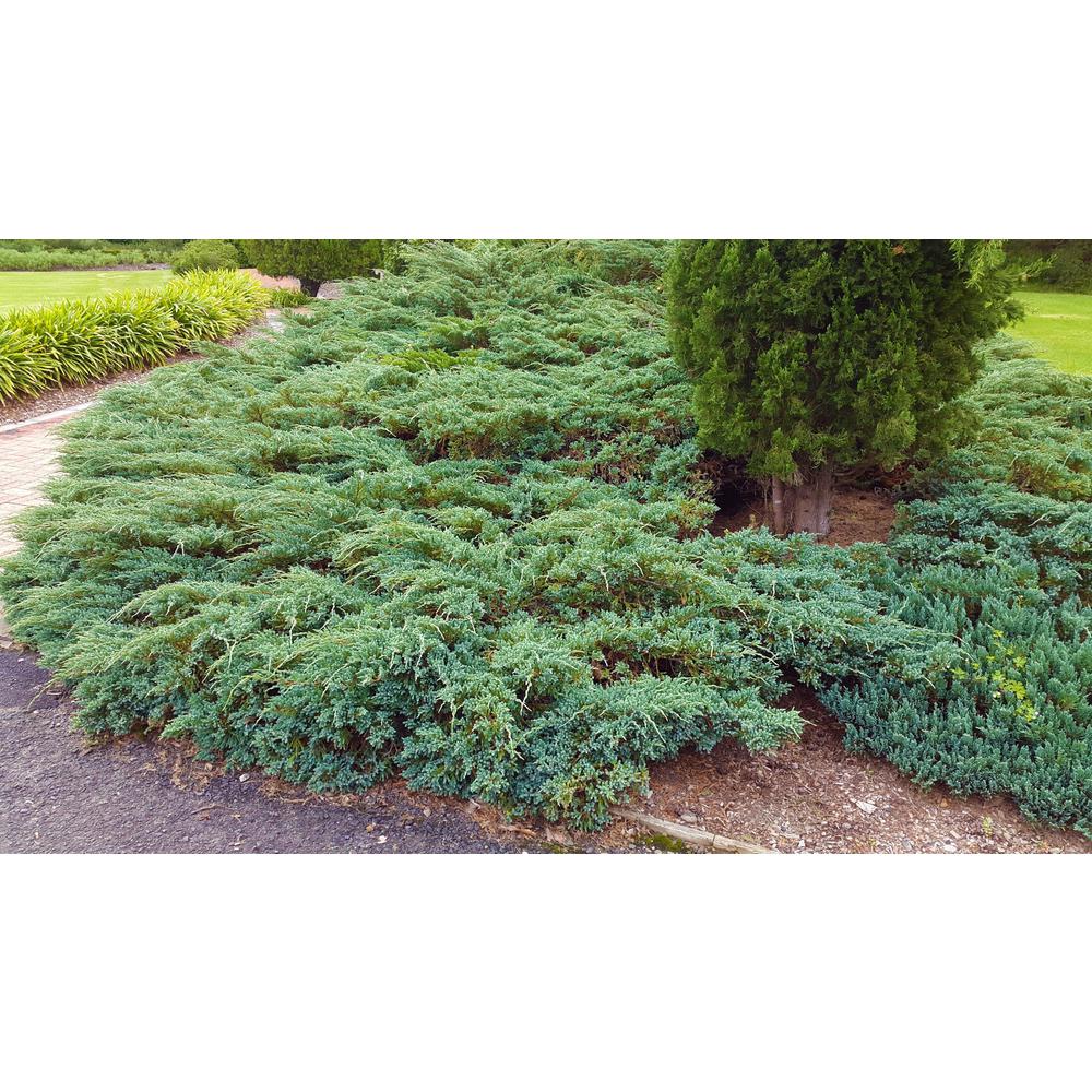 Orchards 1 Gal Blue Rug Juniper Shrub Unique Evergreen Blue Rug Juniper Shrub Unique Evergreen Ground Cover Drought Tolerant