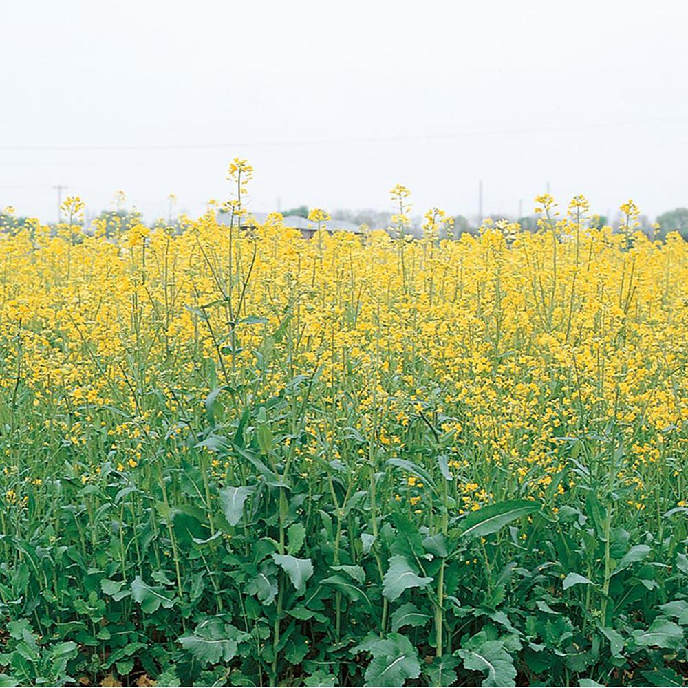 Cover crops