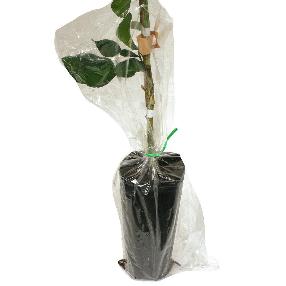 Van Zyverden Lemon Citrus Tree Improved Meyer 1 Plant 83903 The Home Depot - Lemon Patio Tree Van Zyverden Van Zyverden Lemon Citrus Tree Improved Meyer 1 Plant 83903 The Home Depot - Lemon Patio Tree Van Zyverden