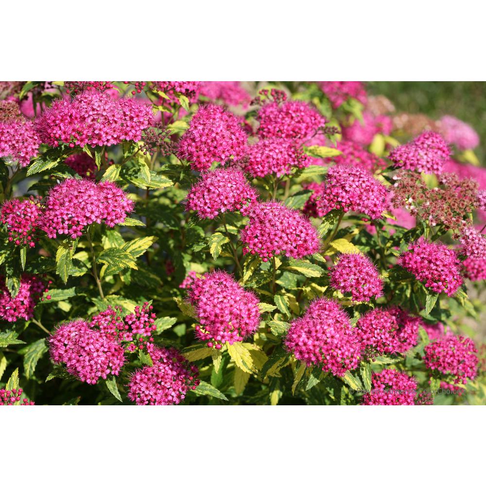 Proven Winners Double Play Painted Lady Spirea Spiraea Live Shrub Proven Winners Double Play Painted Lady Spirea Spiraea Live Shrub Pink Flowers And