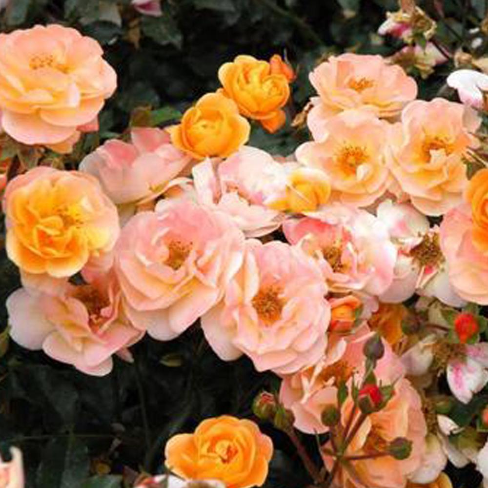 Mea Nursery Bareroot Pink Orange The Peachy Knock Out Rose Bush With Peach Flowers The Home Depot