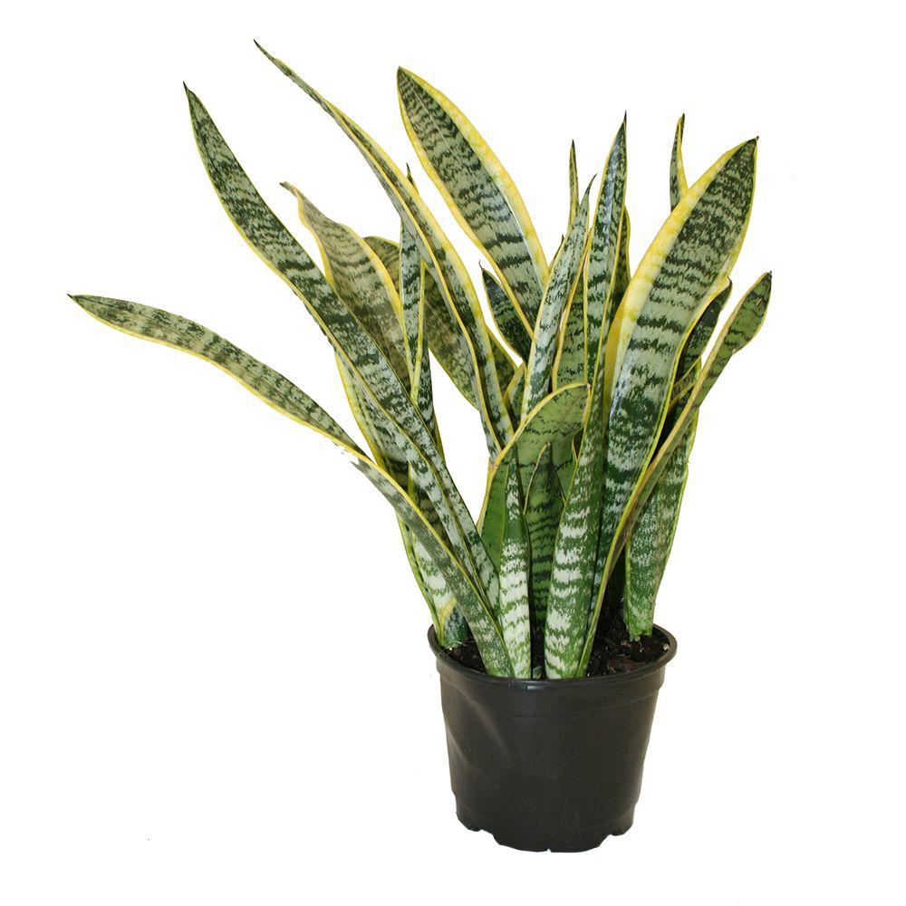 Delray Plants Sansevieria Laurentii in 6 in. Pot6SANL The Home Depot