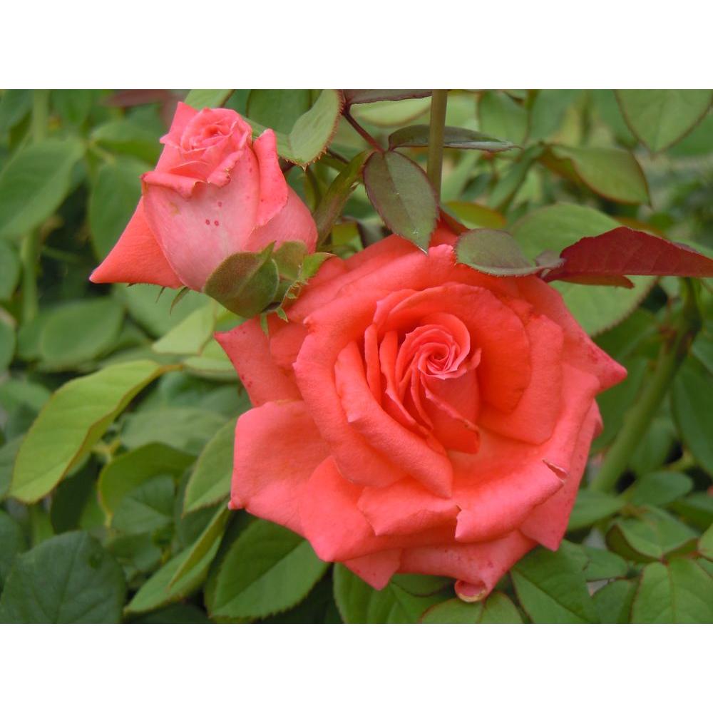 Mea Nursery All Time Favorites Rose Chrysler Imperial60012 The Home