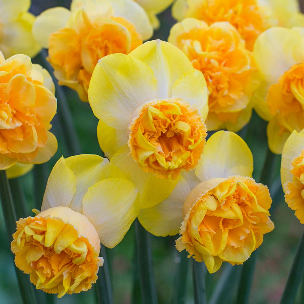 Van Zyverden Daffodils Bulbs Art Perfume Set Of 8 21443 The Home Van Zyverden Daffodils Bulbs Art Perfume Set Of 8
