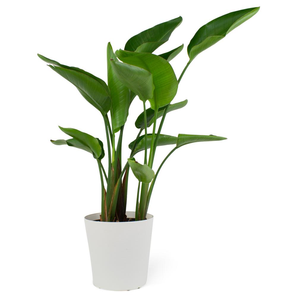 Pure Beauty Farms 1.9 Gal. Bird of Paradise Plant White