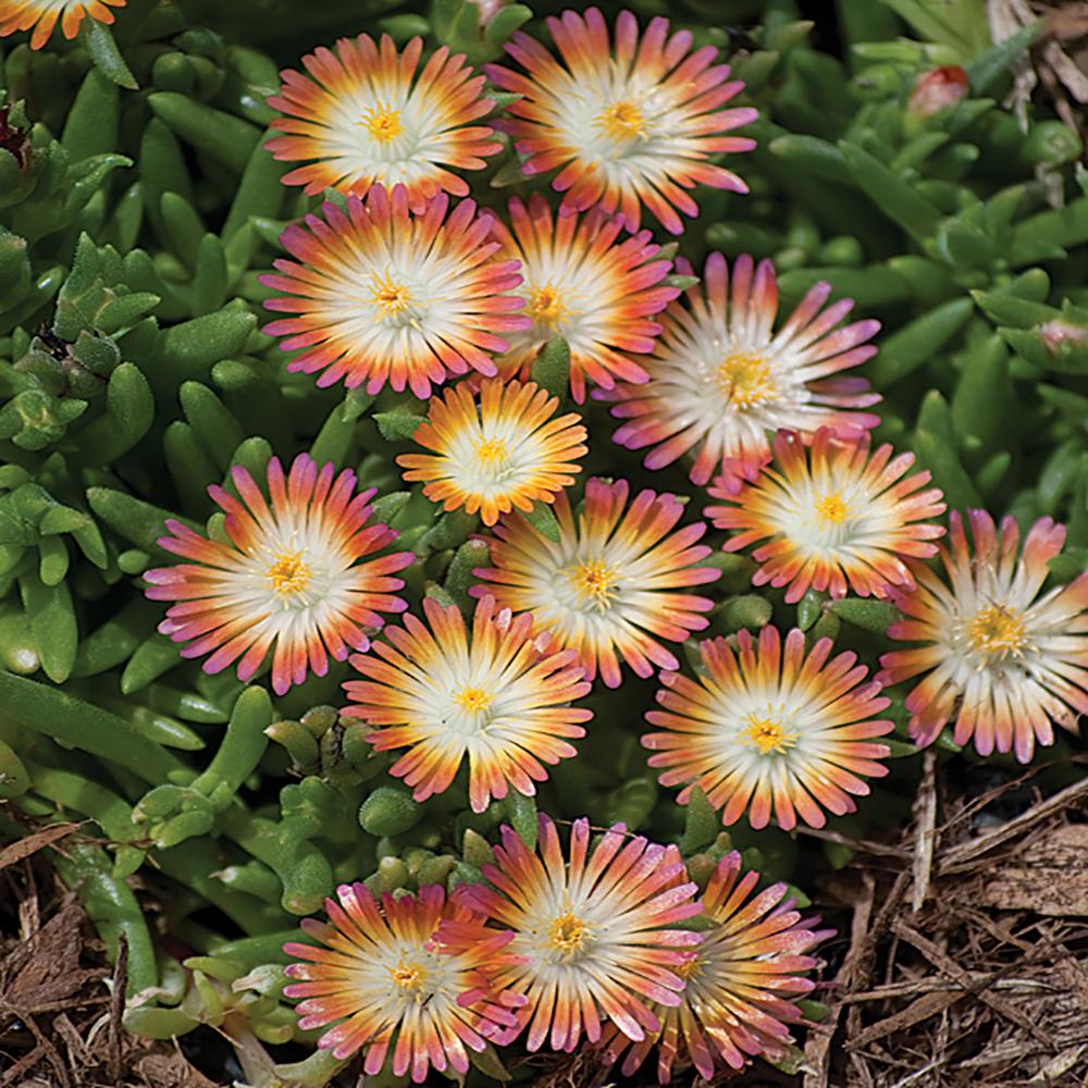 5 1 Qt. Jewel Desert Assorted Colors Trailing Ice Plant