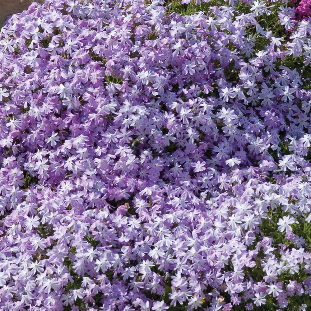 5 1 Qt. Early Spring Lavender Creeping Phlox Plant63278 The Home Depot