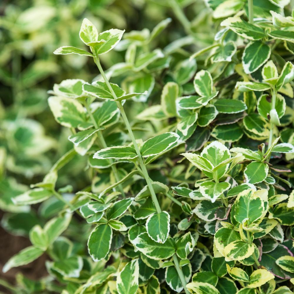 2.5 Qt. Holly Fern, Live Evergreen Plant, Emerald Green 2.5 Qt. Holly Fern, Live Evergreen Plant, Emerald Green