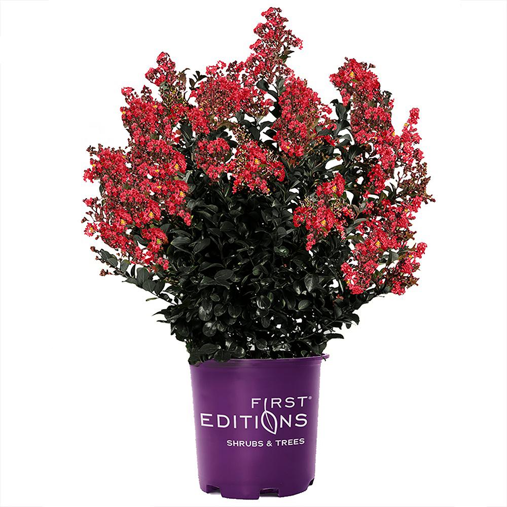 FIRST EDITIONS 3 Gal. Midnight Magic Crape Myrtle Tree with Dark Pink ...