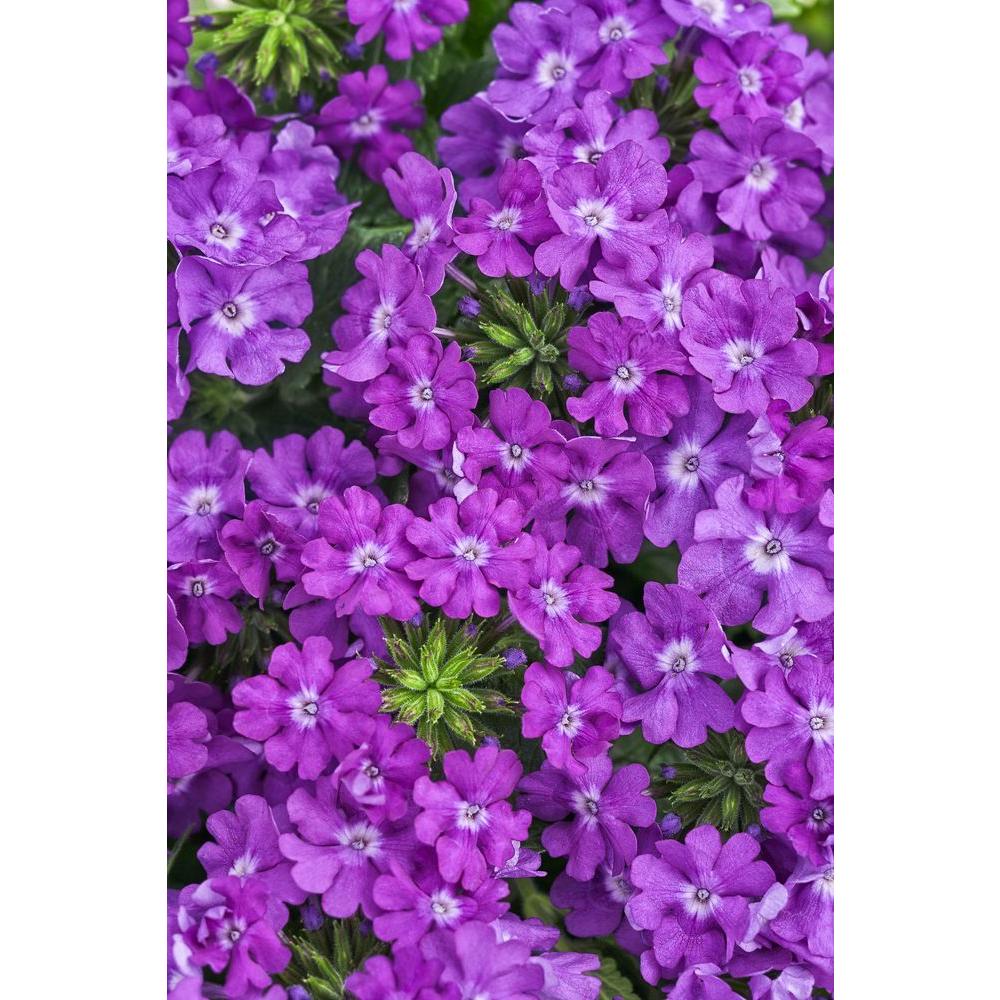 4-Pack, 4.25 in. Grande Superbena Violet Ice (Verbena) Live Plant, Purple Flowers