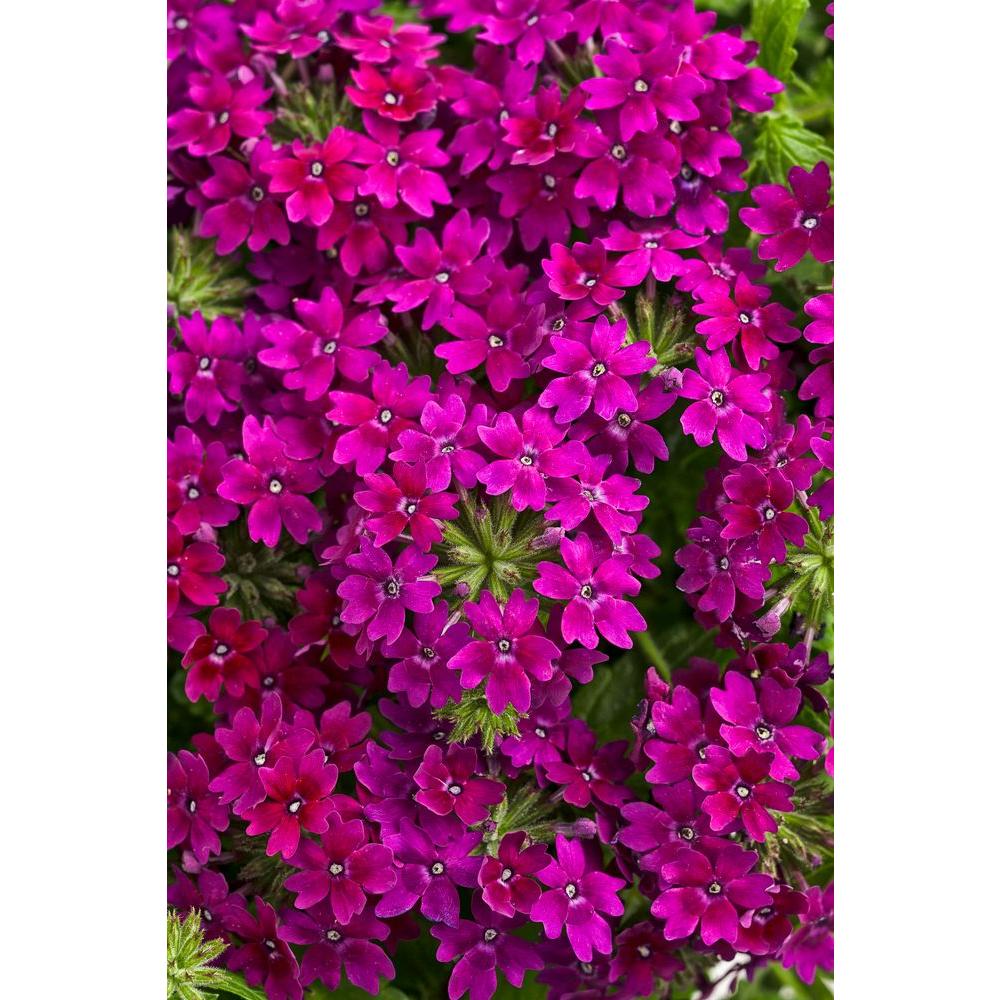 Proven Winners Superbena Royale Plum Wine (Verbena) Live Plant, Magenta ...