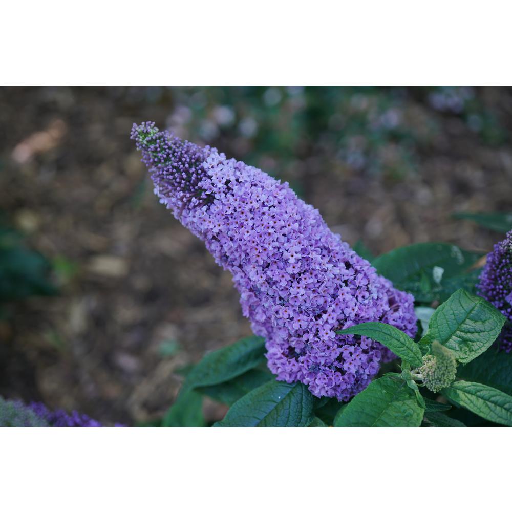 Proven Winner 2 Gal. Buddleia Pugster Amethyst Plant with Purple ...