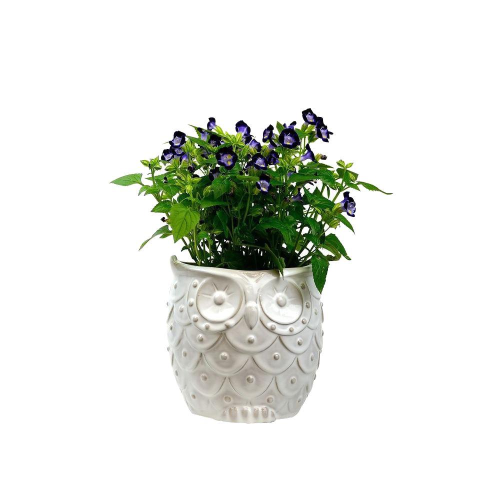 Paddock Home & Garden 6.75 in. White Ceramic Owl Planter-521424 - The