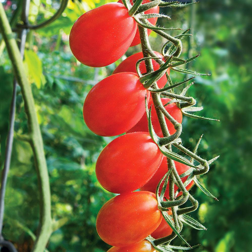 Bonnie Plants 19.3 oz. TomatoGrape Tami G0246 The Home
