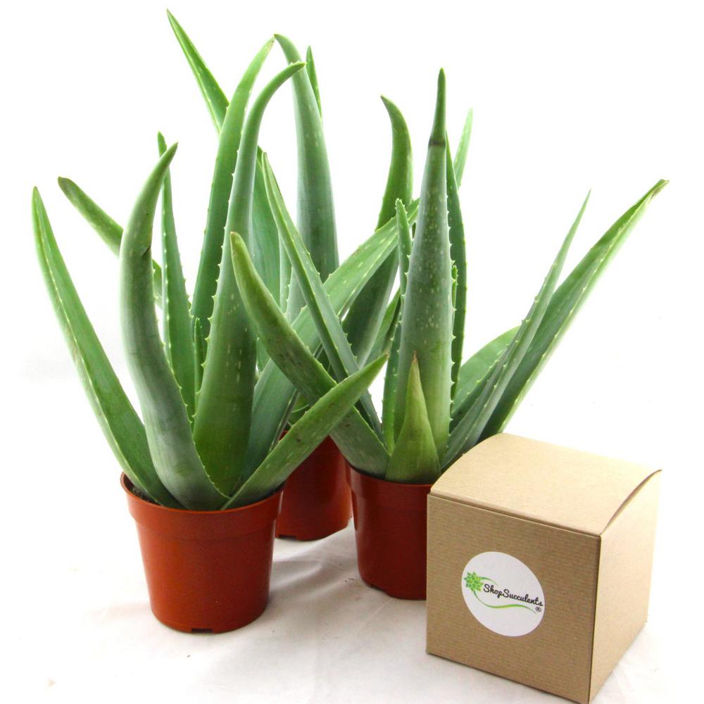 Where To Buy Aloe Vera Plant In Edmonton Plantă Blog 7329