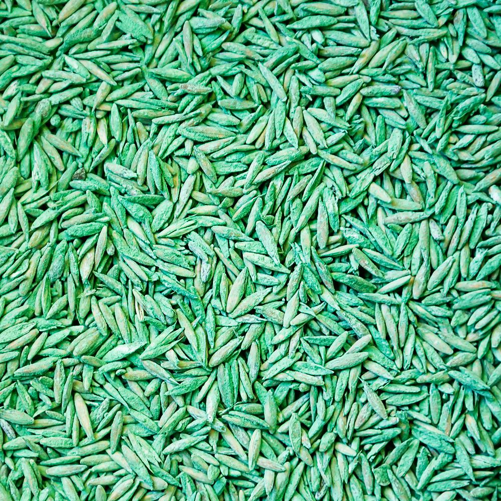 Kentucky 31 Tall Fescue Grass 5lb Of Quality Grass Seed Yard Garden Outdoor Living Plants Seeds Bulbs