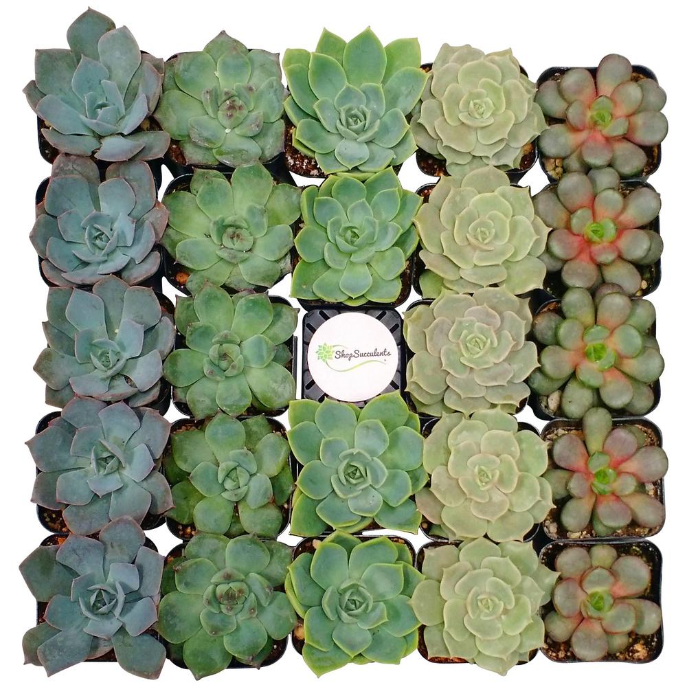 Succulents & Cactus Plants Garden Plants & Flowers The Home Depot