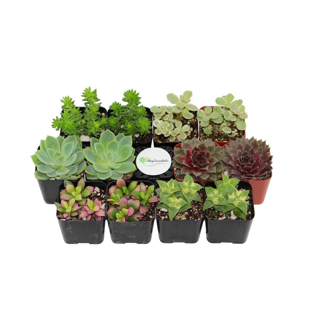 2 in. Blue/Green Collection Succulent (Collection of 40)BG40 The