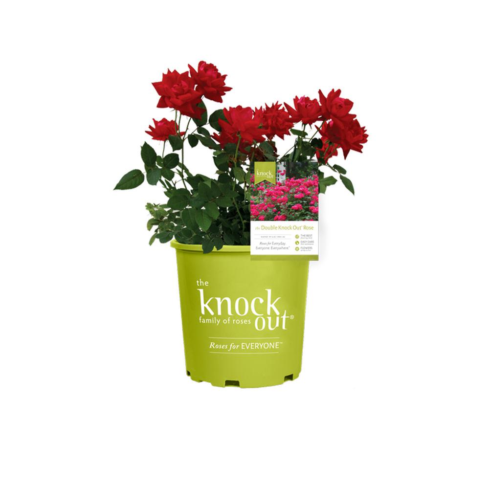 Knock Out 2 Gal Double Rose Plant With Red Flowers 13210 The