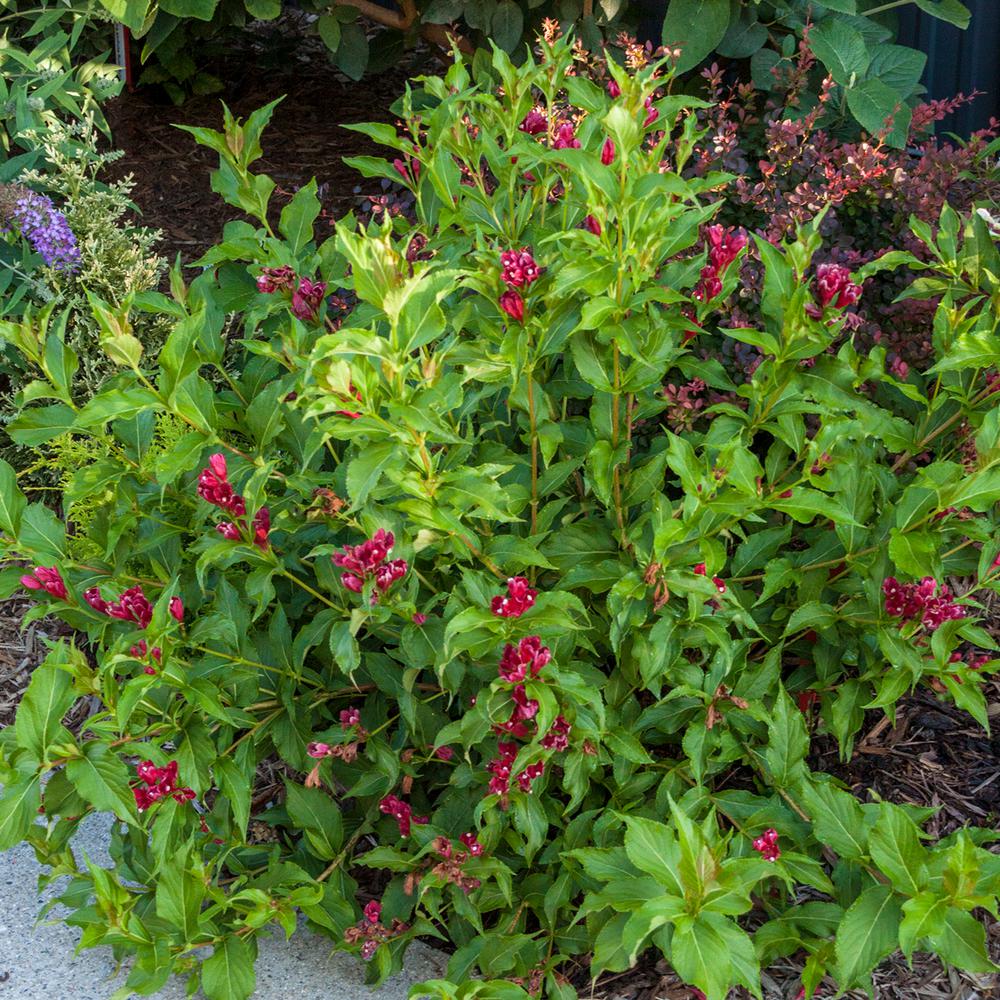 Spring Hill Nurseries 1 Gal Proven Winner Sonic Bloom Red Weigela Spring Hill Nurseries 1 Gal Proven Winner Sonic Bloom Red Weigela Live Deciduous Shrub