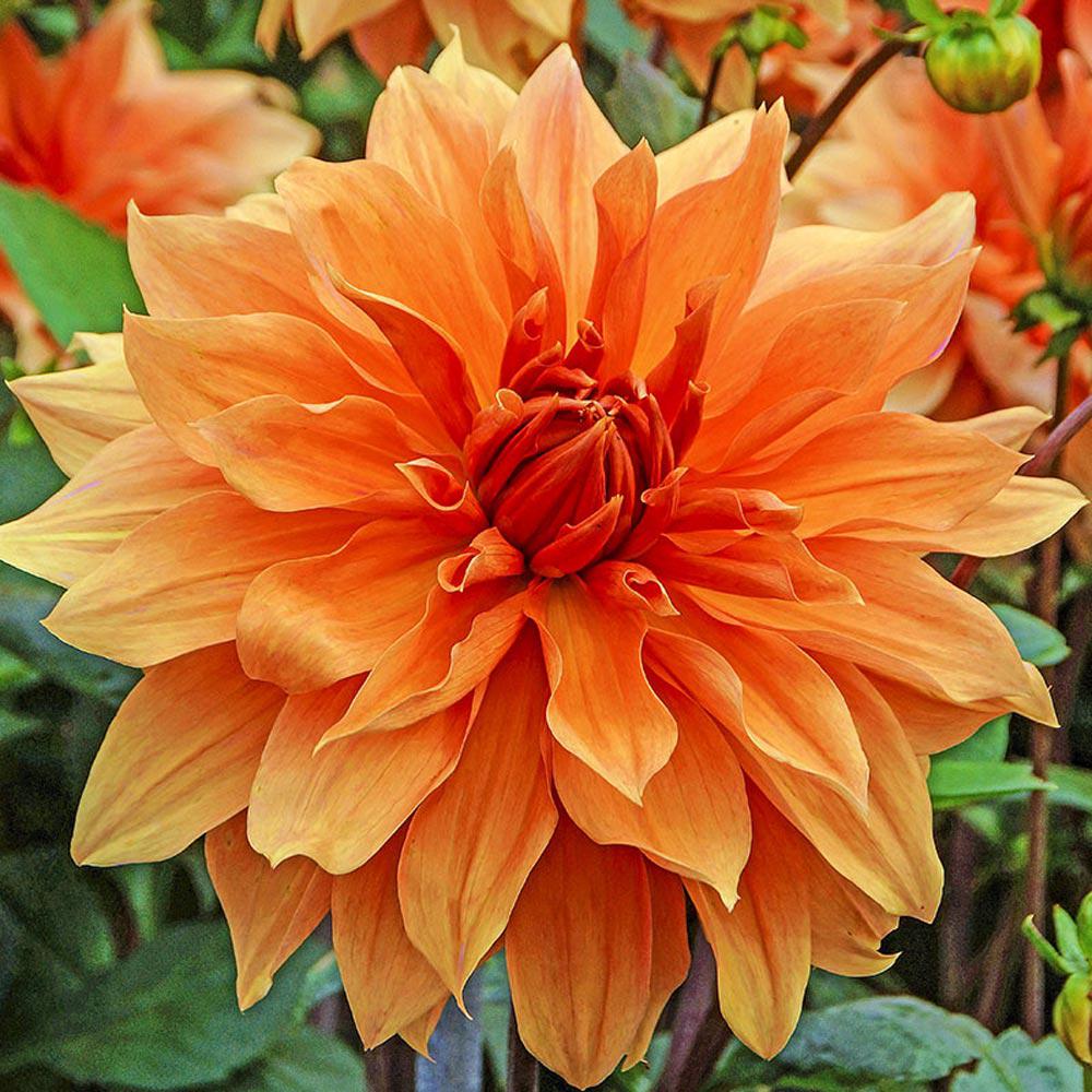 Breck\'s Babylon Bronze Dahlia Bulb (1-Pack)-72578 - The Home Depot Breck\'s Babylon Bronze Dahlia Bulb (1-Pack)-72578 - The Home Depot