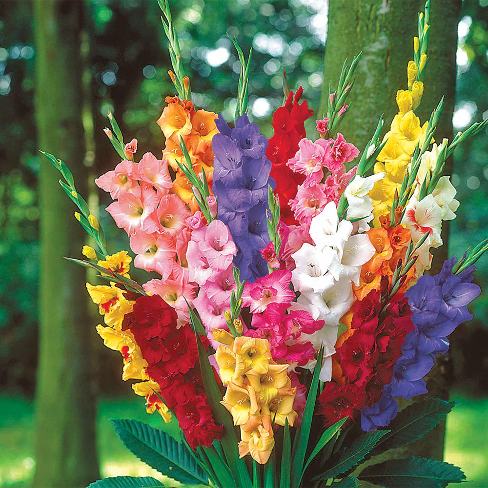 gladiolus 48 flower bulbs garden plants flowers the home depot
