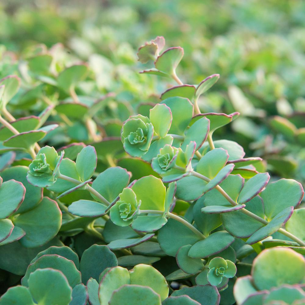 Ground Cover Plants Garden Flowers The Home Depot 3 In Pot Blue Creeping Sedum Ground Cover With Green Foliage Edged