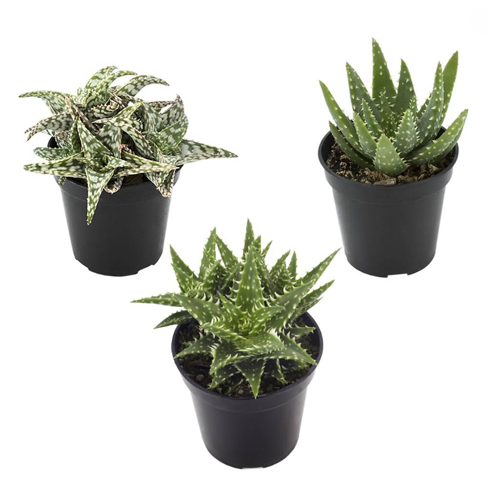 3 5 in Assorted Aloe Plant  3 Pack 0881030 The Home  Depot