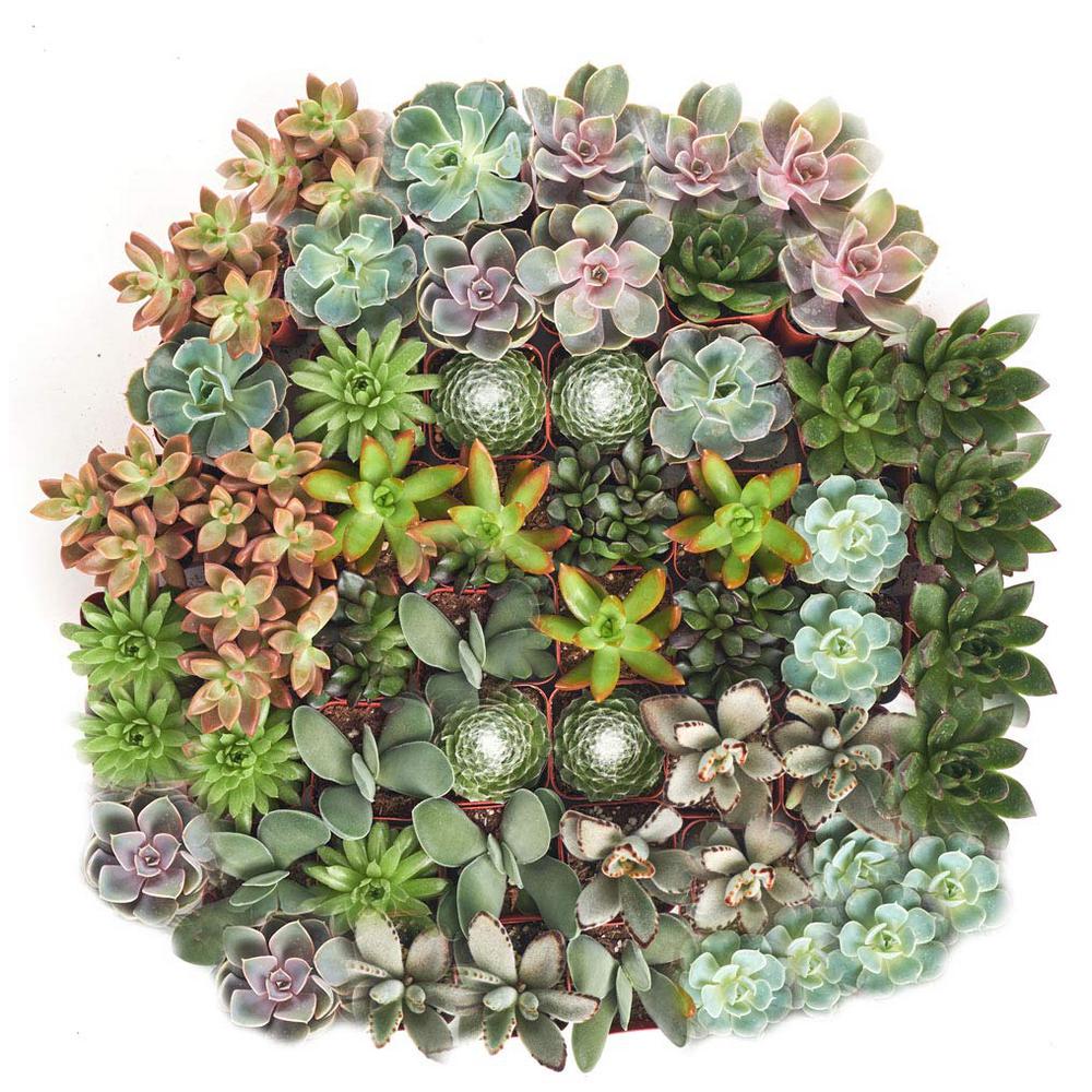 2 In Assorted Succulent Collection 100 Pack A100 The Home Depot 3147