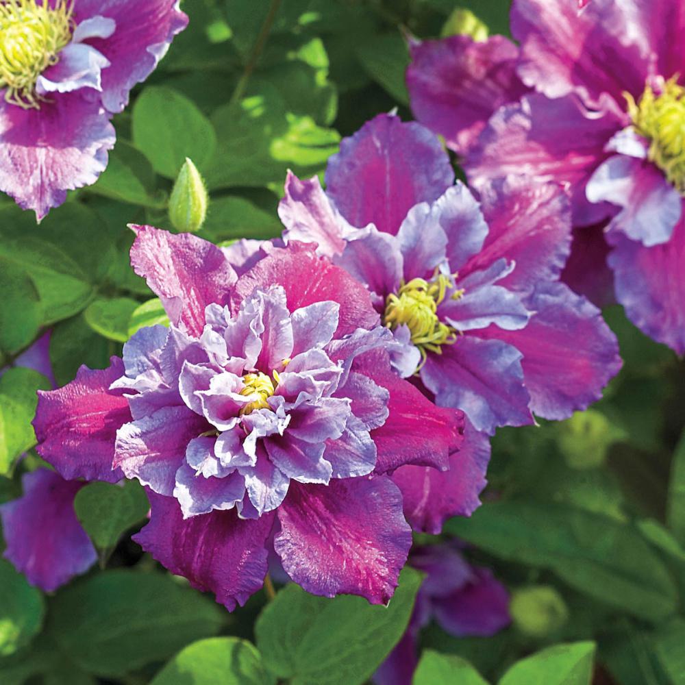 Spring Hill Nurseries 2 in. Pot Piilu Clematis Live ...