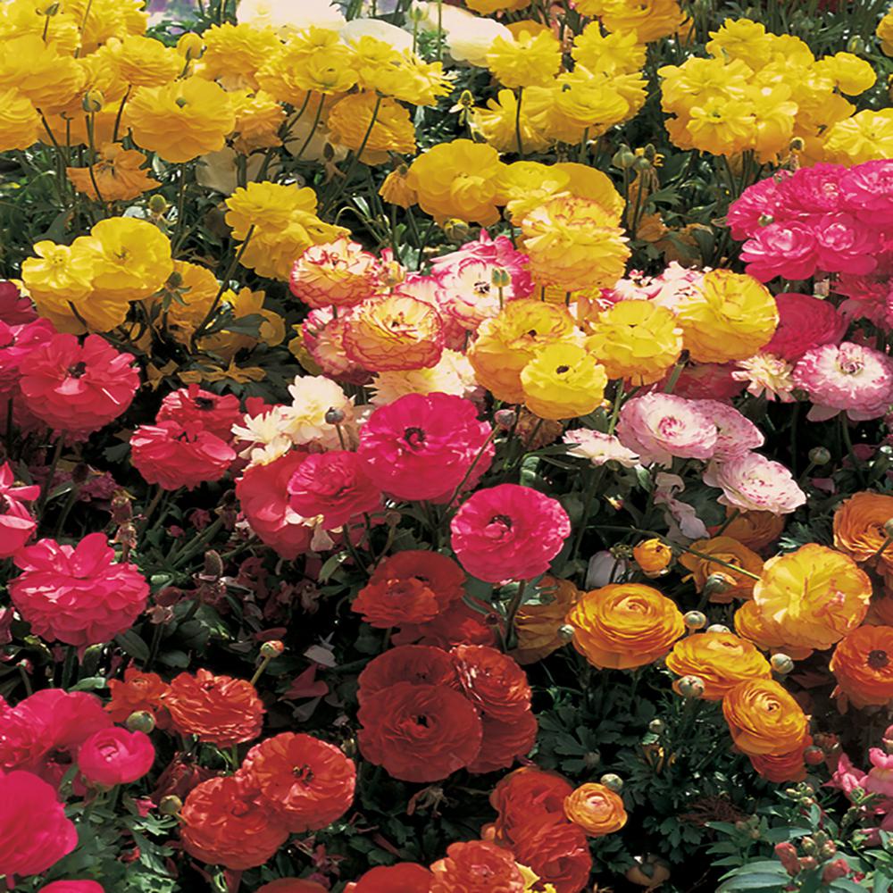 1 Qt. Buttercup Ranunculus Plant9679 The Home Depot